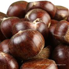 chinese chestnut wholesale nuts